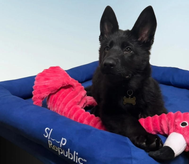 sleep republic dog bed